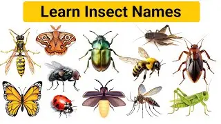 English Insect Names Vocabulary | Learn Common Insects Names in English with Pictures #vocabulary