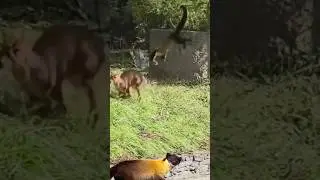 Yellow-throated martin tries to take down a deer