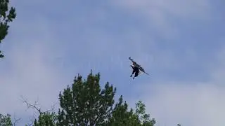 Stock Video - Bald eagle flying in towards trees to land