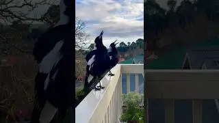 Australian Magpie Play Day! ❤️❤️❤️🐦&zwj;⬛Magpies Singing Calling Talking and MORE! #magpie