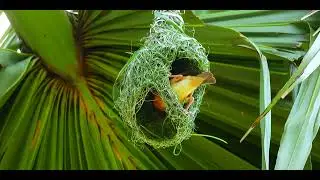 WEAVER BIRD weave green grass into beautiful green nests EP73