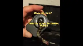 Sad Times - Disaster in the Seahorse Saltware Tank