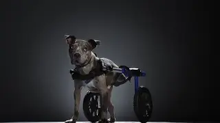 National Make A Dog's Day /The Underdogs /Subaru donates $ 28 million to our dog friends