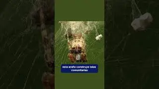 La ara&ntilde;a parda del mediterr&aacute;neo