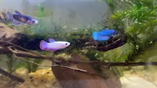 Incrível AQUÁRIO DE BETTA FÊMEA (o ouro pra você Parar de perder peixe betta)