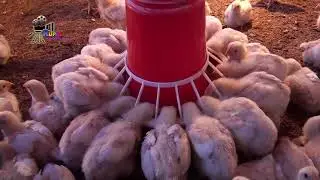 RURAL LIFE IN SIKKIM, INDIA  ....  Part - 4