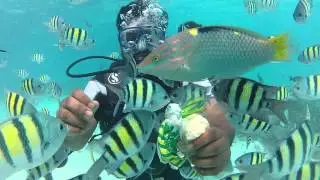 Scuba Diving at Kavaratti, Lakshadweep Island by Sujith