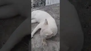 #cat #shorts #beach #fun #love #funnyshorts #moringvibes