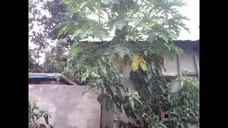 Chole Ay || Home Video || Si Sajjad || Sajjad Bd Tips || Sajjad Camera || Original  HD Video |1-1-13