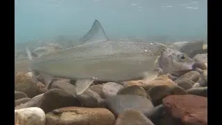A Day In The Life of A Native Fish