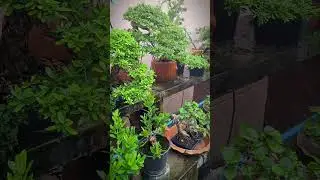 #ConceptPRO🌲🌲🌲#Bonsai_By_PRO🌳🌳🌳#BonsaiThailand🇹🇭🇹🇭🇹🇭#Bonsai🌿🌿🌿 #video🌼🌼🌼#hot💐💐💐 #disign🌺🌺🌺