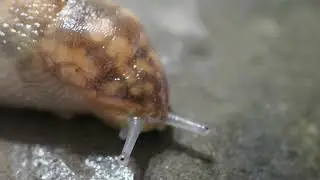 Leopard Slug fast and slow