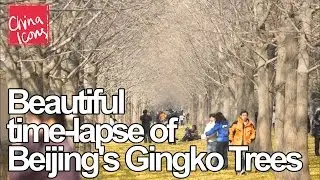 Beautiful time lapse of Beijing&rsquo;s Ginkgo trees | A China Icons Video