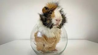 Guinea Pig's Fails Summer Compilation. The Cutest Moments!