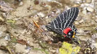 The Bhutan Glory (Bhutanitis lidderdalii) butterfly mud-puddling in the Himalaya