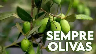 SEMPRE OLIVAS e o ouro verde!