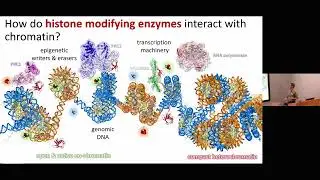 Imaging real-time single-molecule dynamics in genome regulation - Beat Fierz - NGBS2024
