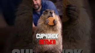 История сурка, которая ломает сильнее любого фильма!