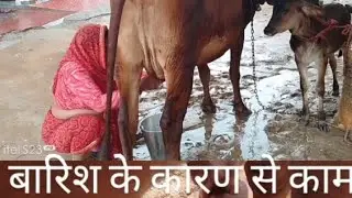 बारिश की वजह से हुआ काम कठिन | milk cow 🐄 video@jaipur1animals