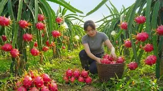 Harvesting Dragon Fruit and Planting Green Onions | Peaceful Farm Life in the Mountains