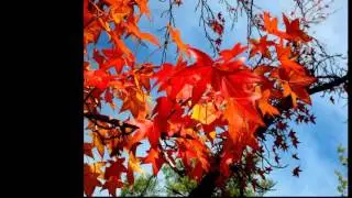 Florea Constantin:Les Feuilles Mortes