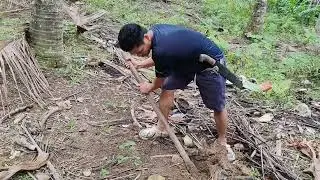 How to Fertilize A Coconut Tree/Paano mag abuno ng niyog