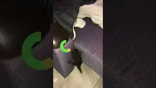 Kitten plays Zelda BOTW #shorts #cats #zelda