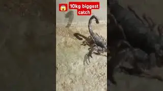 😱10kg Record snakehead fish 😱 biggest fishing #snakeheadfishing #t.zfishing