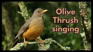 OLIVE THRUSH singing