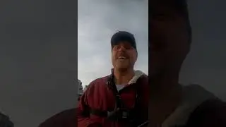 Megabass zonk Sea bass lure fishing mayhem
