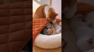 Mom Cats Tender Tucking A Mothers Care Watch Her Gentle Love #Cats #Motherhood #TenderCare