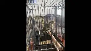 North Dutch frill canary 2023