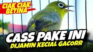 Masteran Kecial Kuning Ampuh Bikin Kecial Dijamin Pasti GACORR‼️