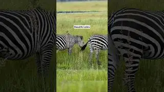 Zebra🦓 video#zebrashorts#zebrasound #2024short