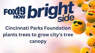 Cincinnati Parks Foundation plants trees to grow city's tree canopy