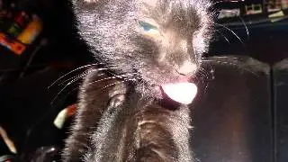 Bat Faced Girl - Black Cat's Tongue