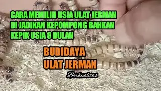 Cara memilih usia ulat jerman di jadikan kepompong bahkan indukan usia 8 bulan