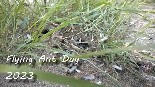 Flying Ant Day 2023 From Hampshire