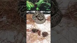 #snake #ratler #wildlife #wildflorida
