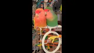 These Lovebirds Can't Stop Grooming Each Other! (Adorable Moments)