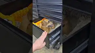 миньон