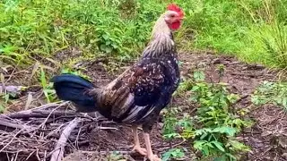 Young rooster learning to crow (3 months old)