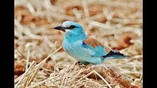 Nest of European Roller in Cyprus (Coracias garrulus) &Kappa;&rho;ά&gamma;&kappa;&alpha; - &Chi;&alpha;&lambda;&kappa;&omicron;&kappa;&omicron;&upsilon;&rho;&omicron;ύ&nu;&alpha;