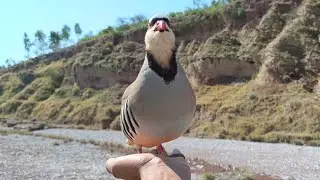 Female chakor voice | paritrighe sound for hunting | birds sound🔊🔊 chakor ki awaz