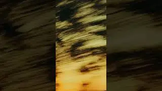 Blurred Footage of Trees at Sunset  Free Stock Video Footage, Royalty Free 4K & HD Video Clip