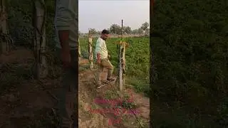Dragon fruit fayde / benefits of dragon fruit Pruning of dragon fruit farm/ #dragonfruit