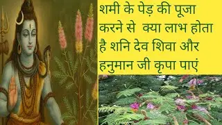 🍀शमी के पेड़ की पूजा कैसे करें? | Shami Tree Puja Benefits & Met