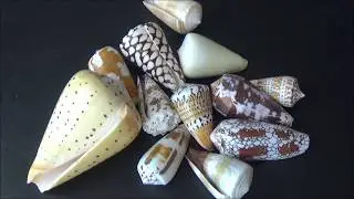 Introduction to cone shells