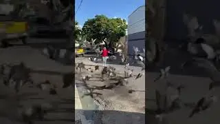 Las palomas volando