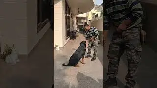 Rottweiler puppy Training 😍 #rottweiler #dogtraining #dog #shorts